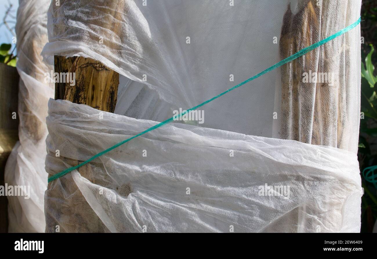 Wrapping tree frost hires stock photography and images Alamy