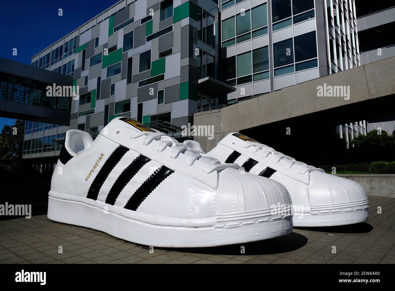 Superstar shoes are pictured at the Adidas North American headquarters in  Portland, Ore., on September 26, 2017. Adidas executive Jim Gatto, who  worked out of the Portland headquarters, was charged by the