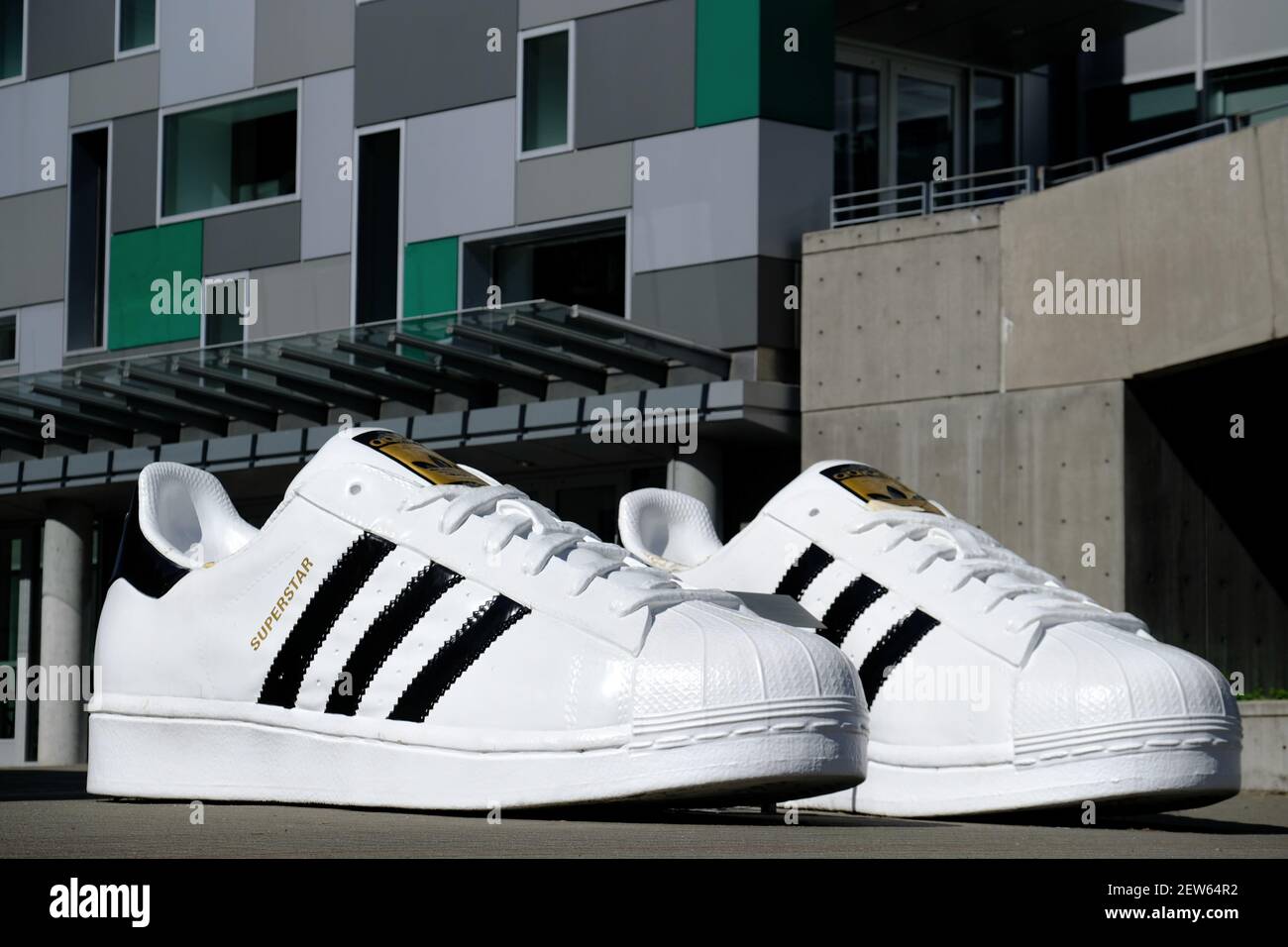Superstar shoes are pictured at the Adidas North American headquarters in  Portland, Ore., on September 26, 2017. Adidas executive Jim Gatto, who  worked out of the Portland headquarters, was charged by the