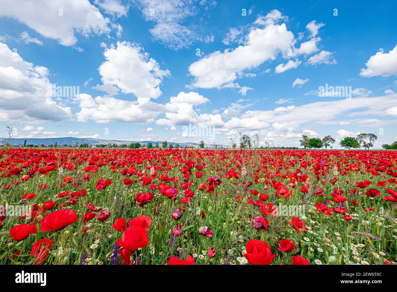 Red poppies on field, sky and clouds Stock Photo - Alamy