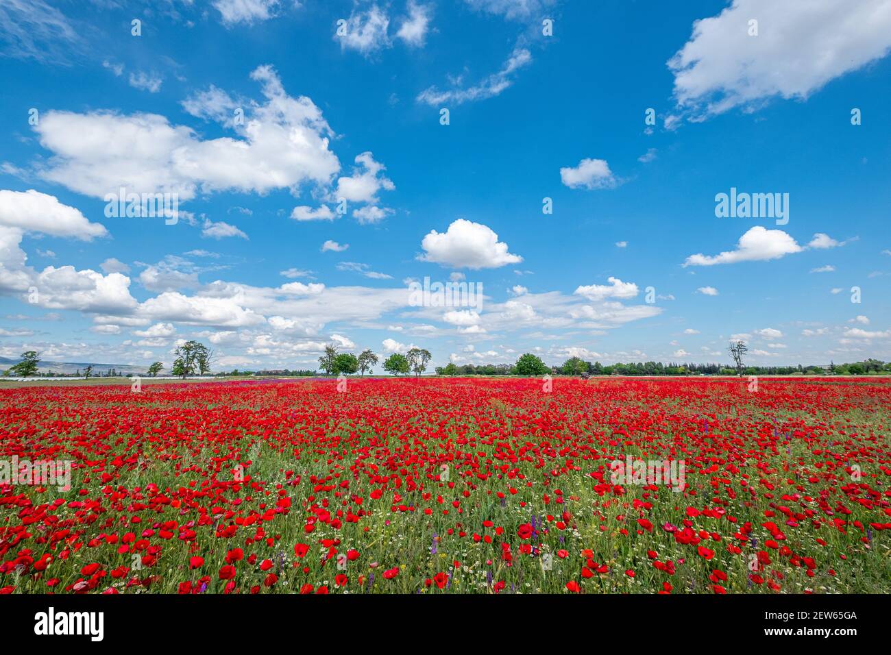 Red poppies on field, sky and clouds Stock Photo - Alamy