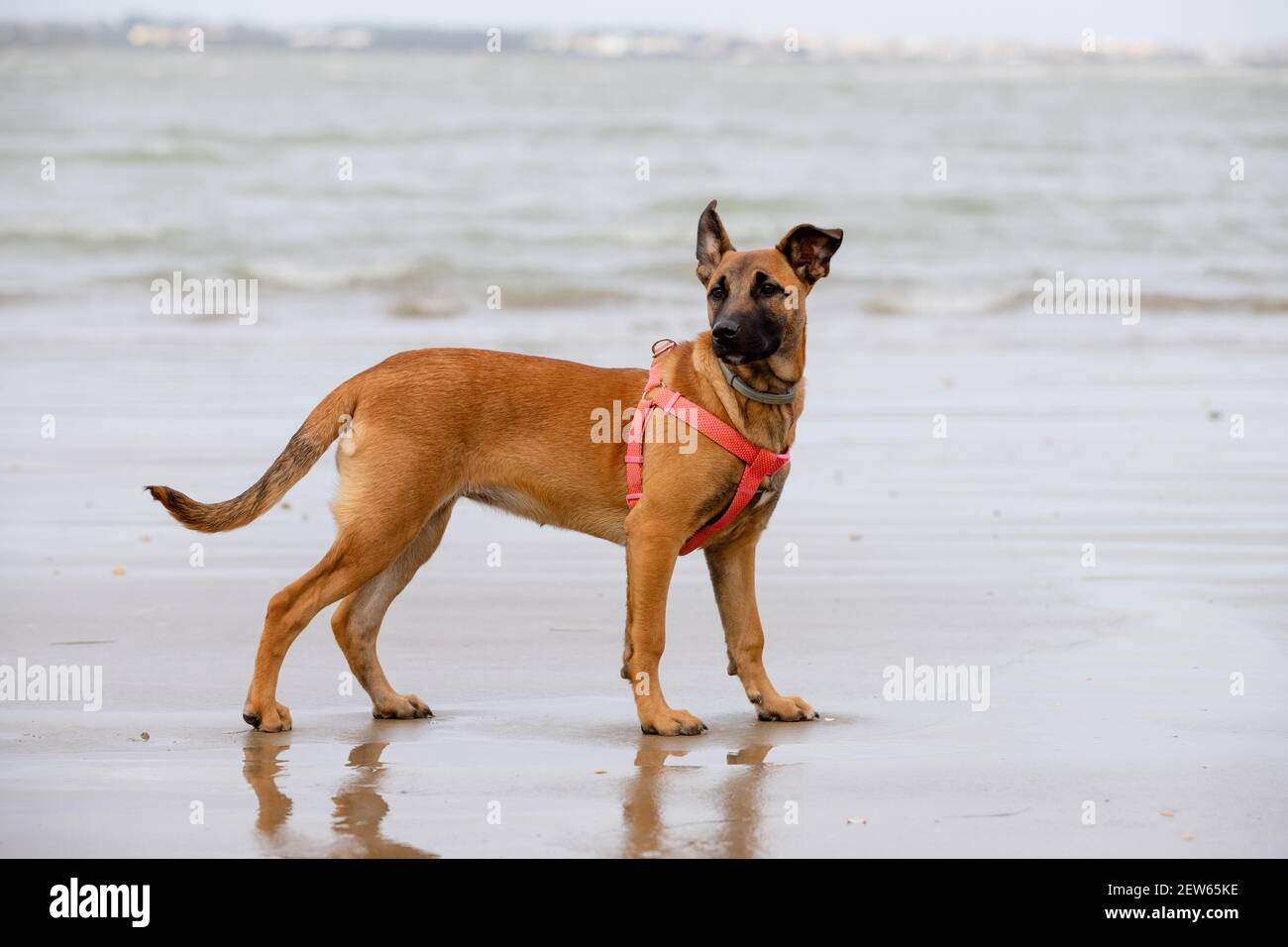 Spotted female mixed dog puppy alert on the beach on a cloudy day Stock Photo