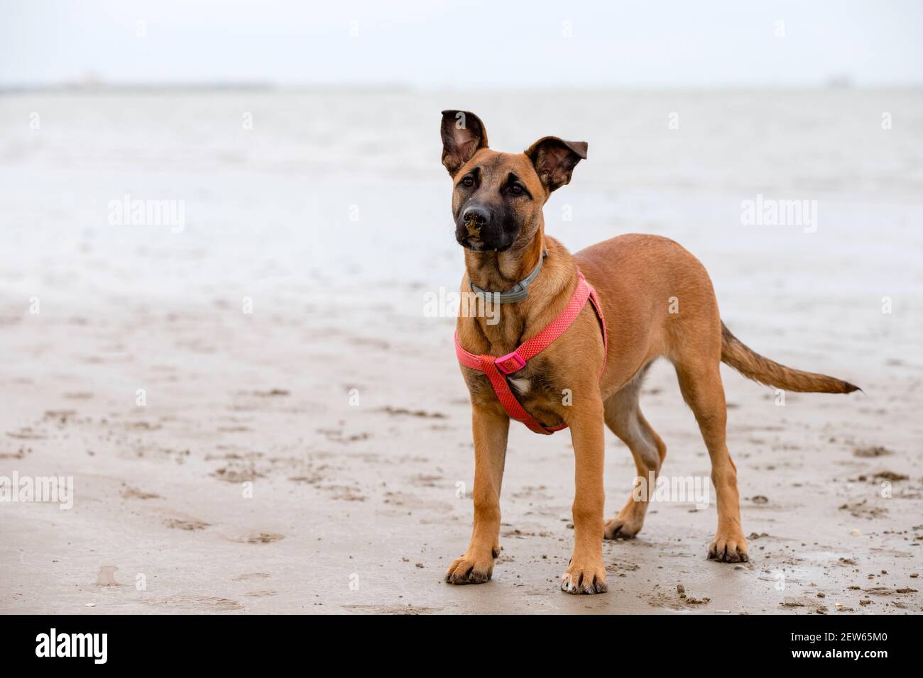 Portrait of a brown mixed dog female puppy standing in the beach on a cloudy day Stock Photo
