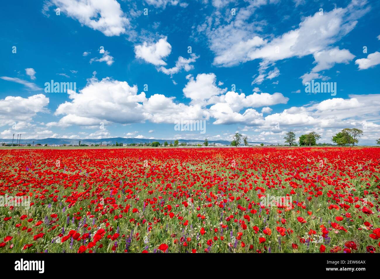 Red poppies on field, sky and clouds Stock Photo - Alamy
