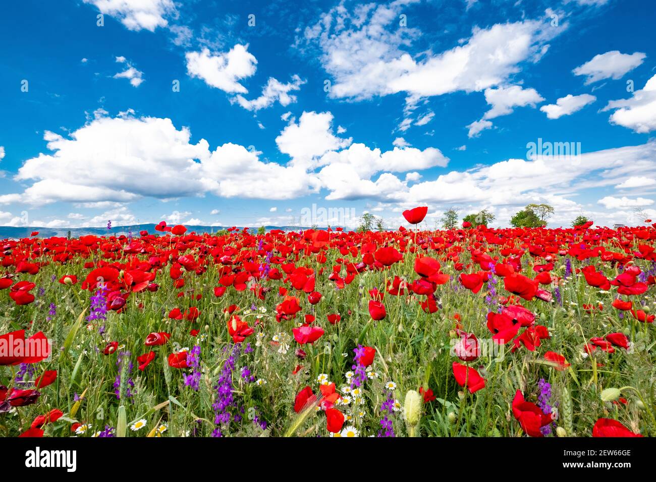 Red poppies on field, sky and clouds Stock Photo - Alamy