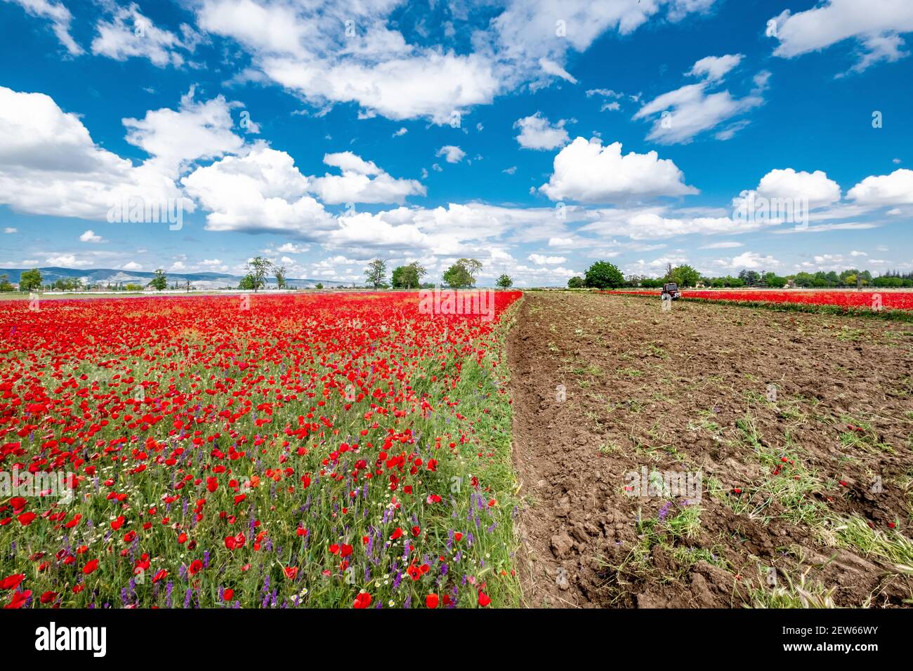 Red poppies on field, sky and clouds Stock Photo - Alamy