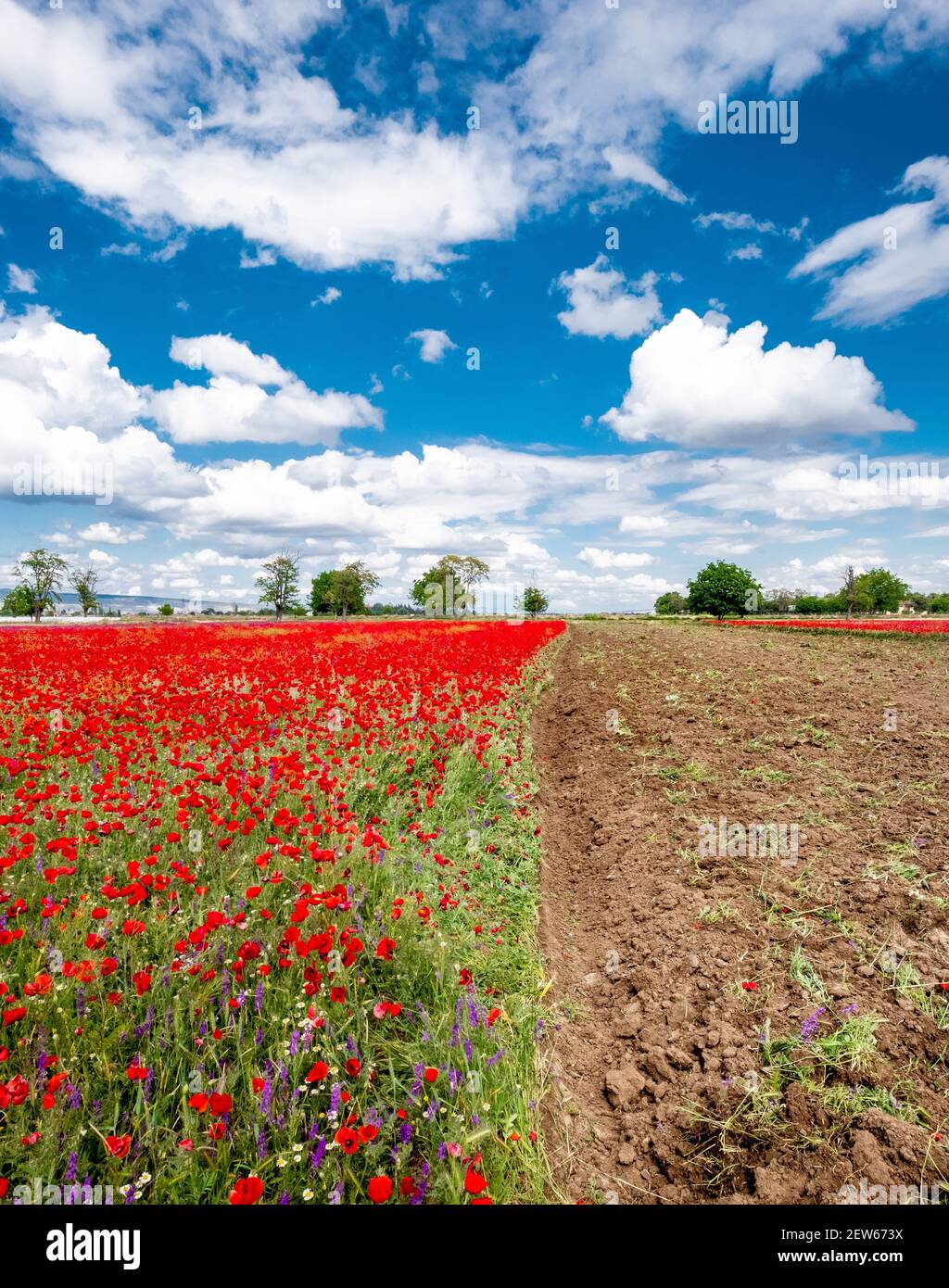 Red poppies on field, sky and clouds Stock Photo - Alamy