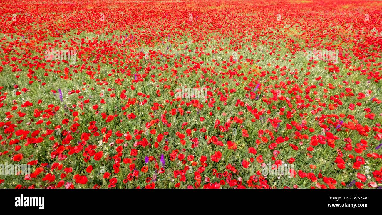 Red poppies on field, sky and clouds Stock Photo - Alamy