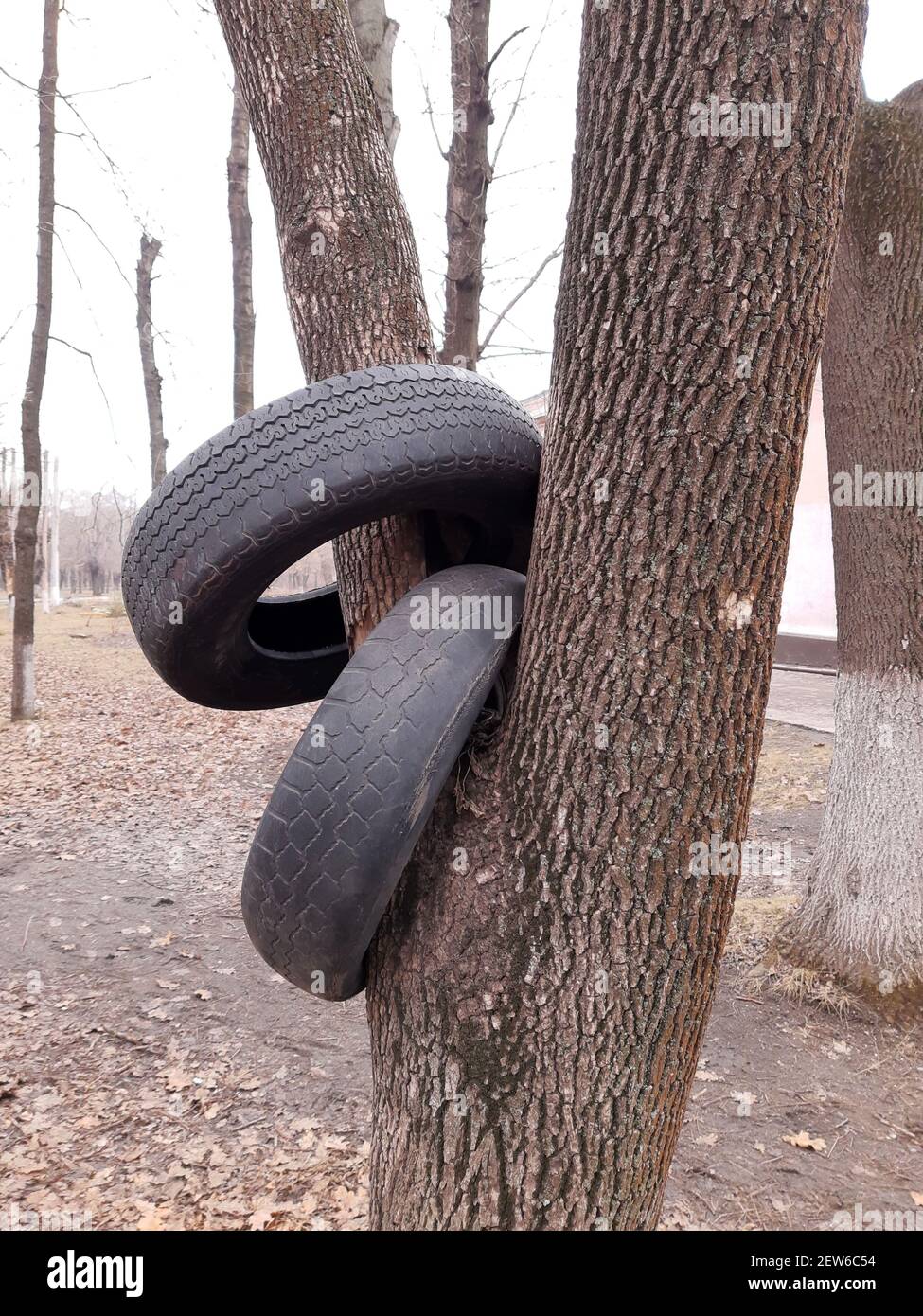 Two used car tires are dressed on a tree trunk in a city park. Stock Photo
