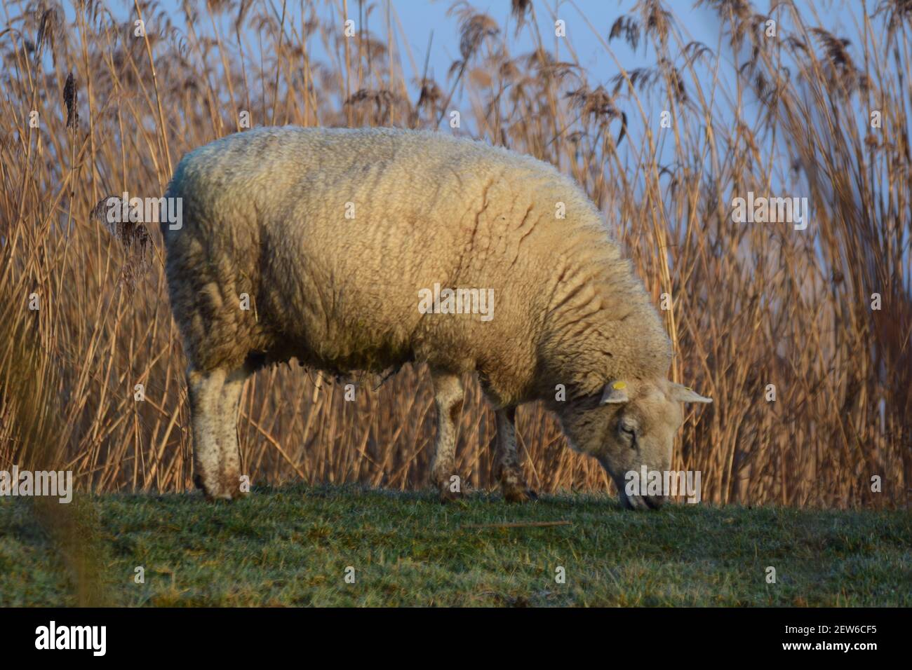 White sheep grazing on a dike with reeds in the background Stock Photo