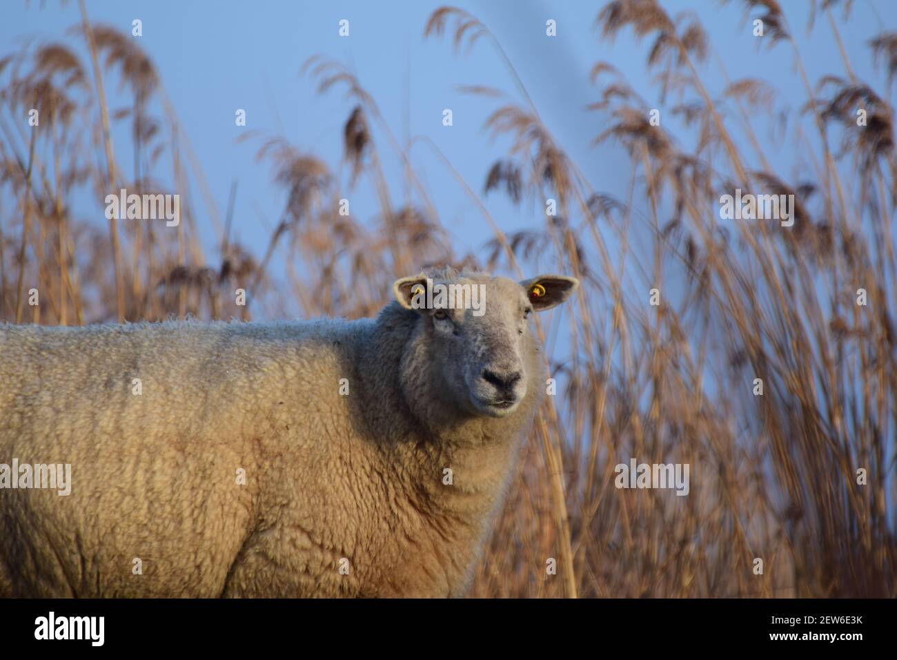 Portrait of one white sheep standing on a dike Stock Photo