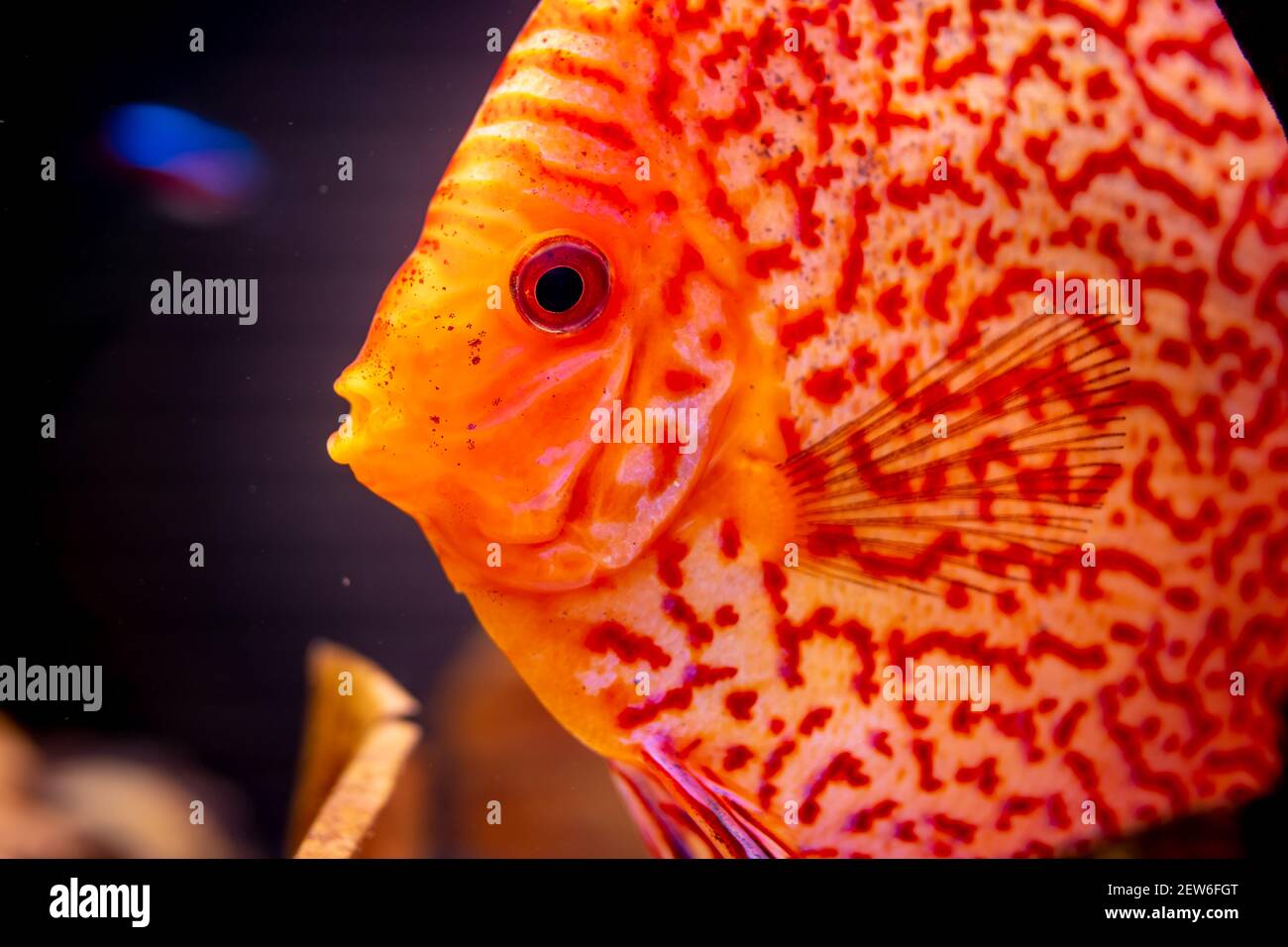 Orange discus fish detailed closeup in fishtank Stock Photo