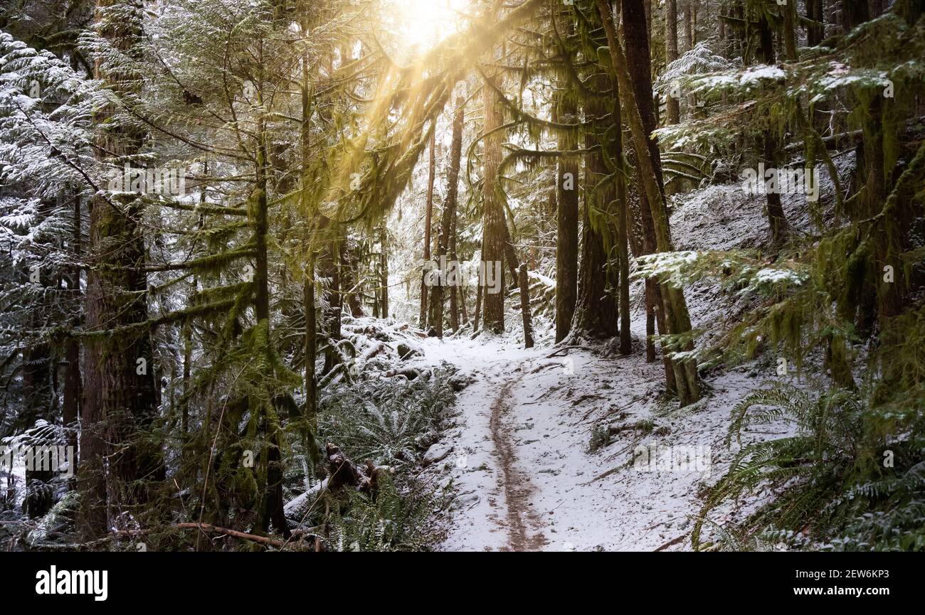 Beautiful Hiking Trail in the Forest Stock Photo - Alamy