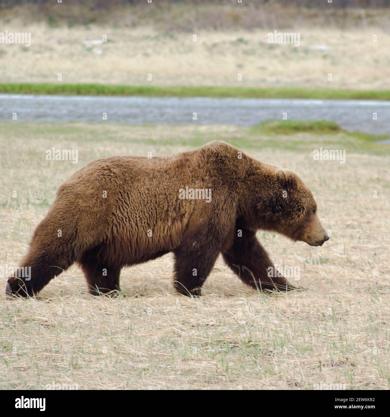 An Alaskan brown bear, Ursus Arctos Gyas, prowls threw a sedge grass meadow in front of small stream up on the Alaskan Peninsula Stock Photo