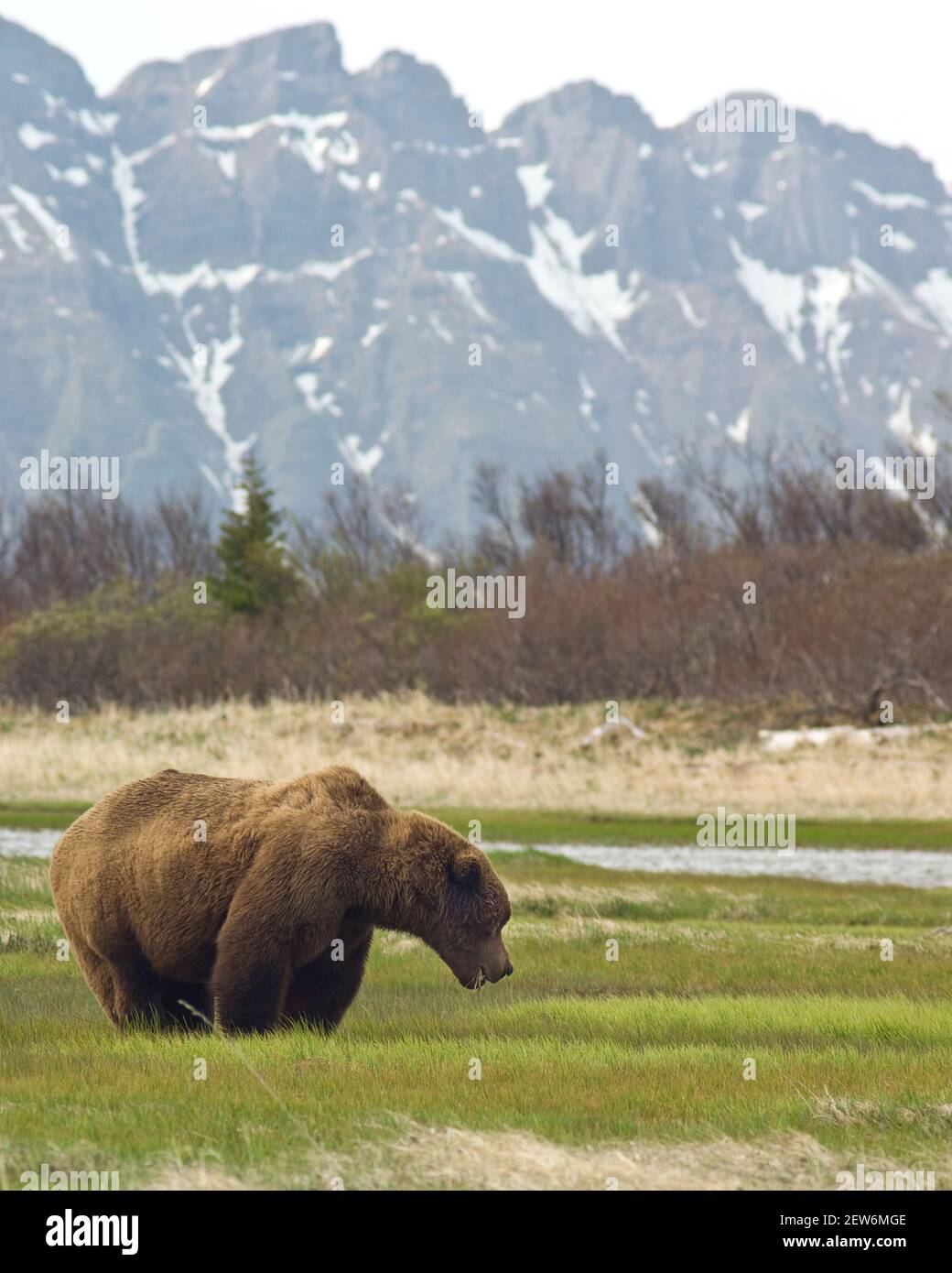 Alaskan brown bear forages for food in early spring, in Alaska's Katmai  National Park. Stock Photo