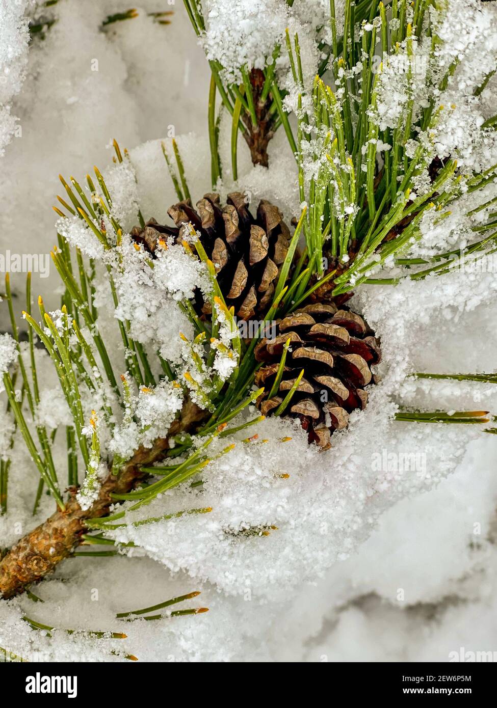 Winter background with snowcovered coniferous tree branch and pine ...