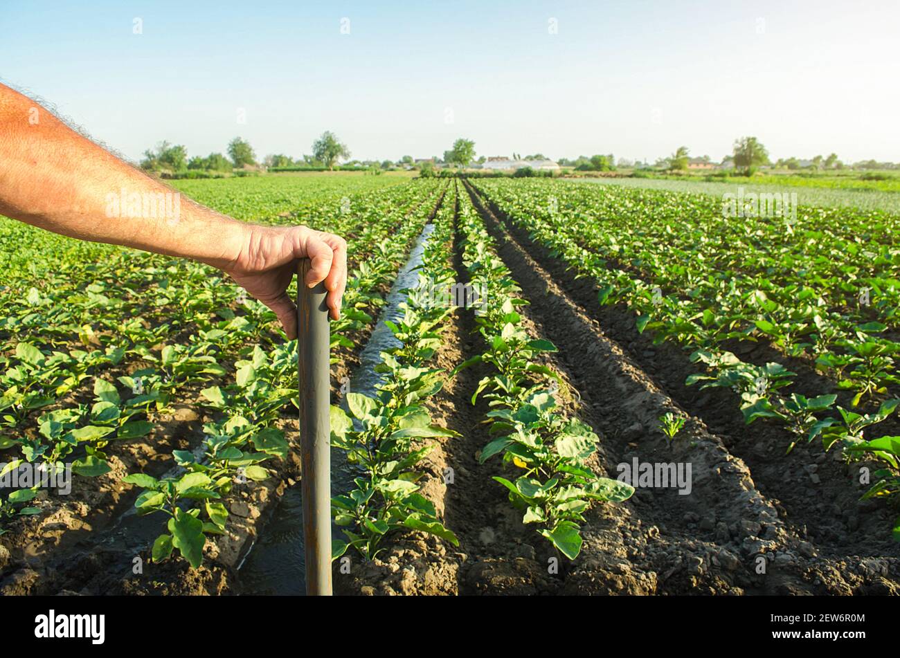 Farmer holds his hand on a shovel on background of eggplant plantation
