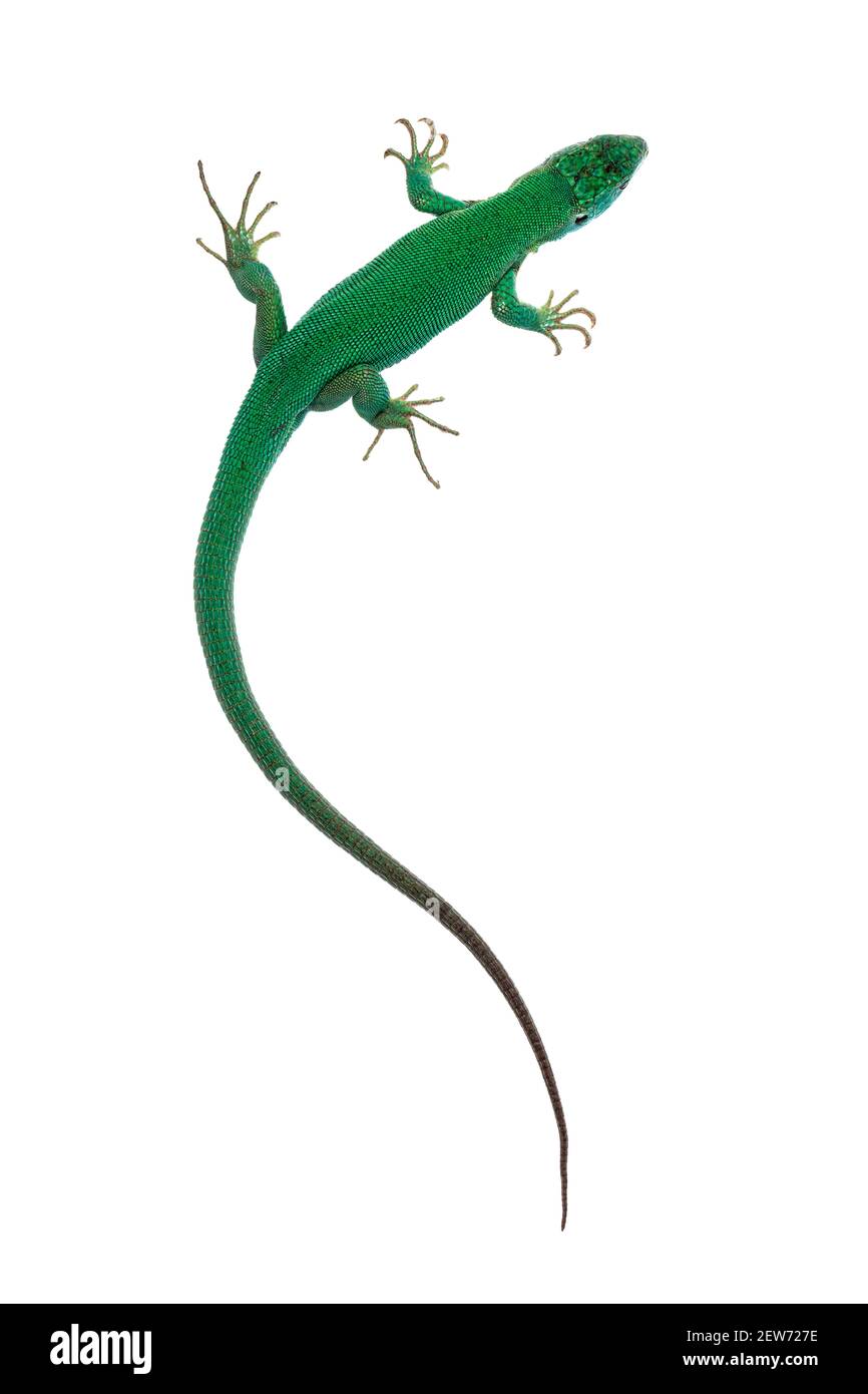 Top view of Western Green Lizard aka Lacerta bilineata. Isolated on white background. Stock Photo