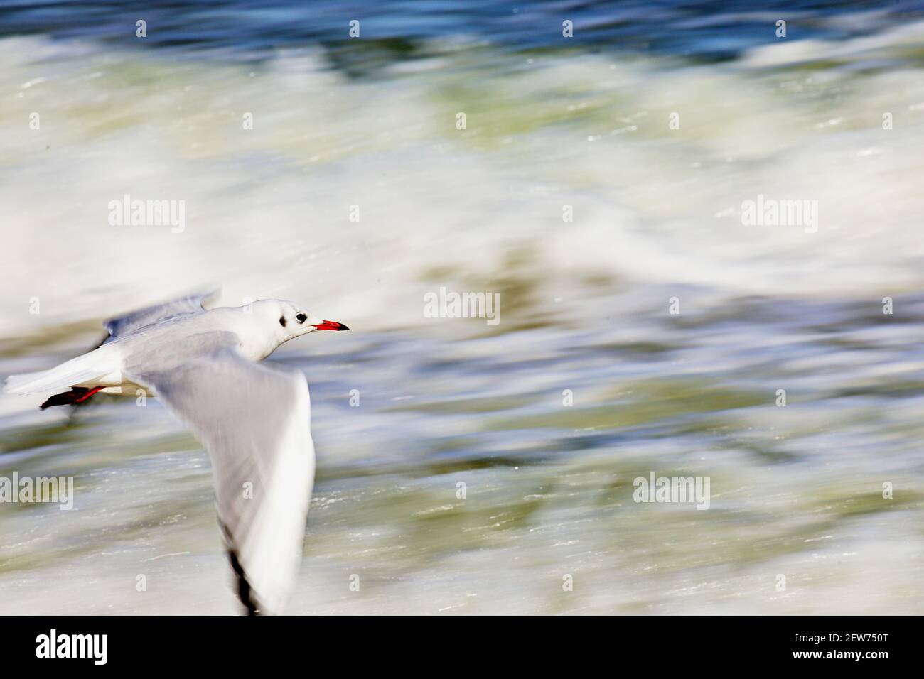 Seagull flying in sunny weather Stock Photo