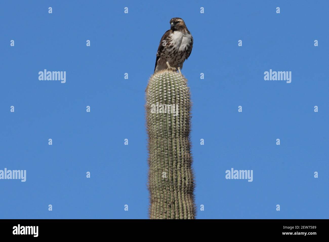 A Cooper's Hawk sits gingerly atop a very old, very tall Saguaro cactus in the Arizona desert. Stock Photo