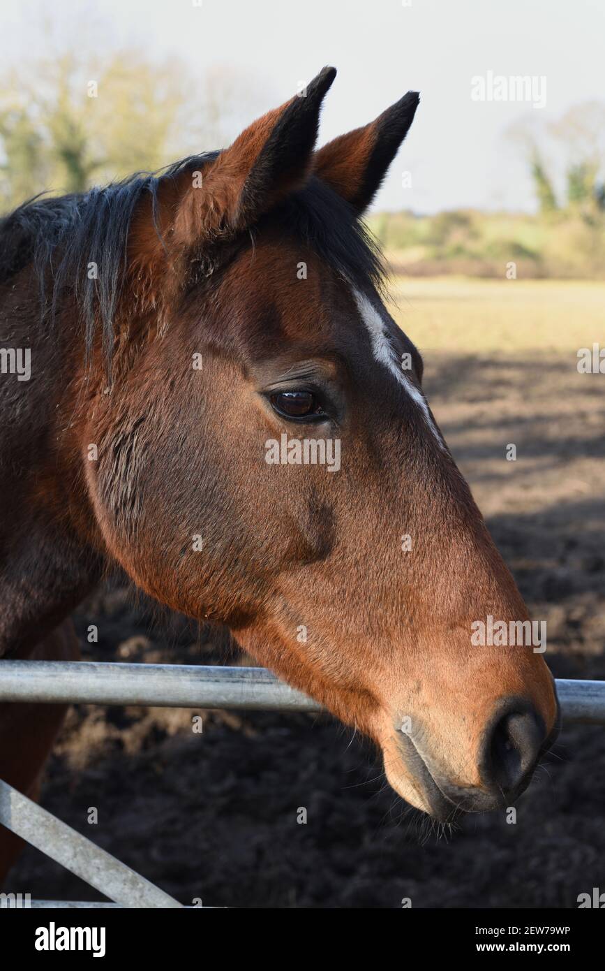 Bay horse standing at the gate of its paddock, Hedon, East Yorkshire, England Stock Photo