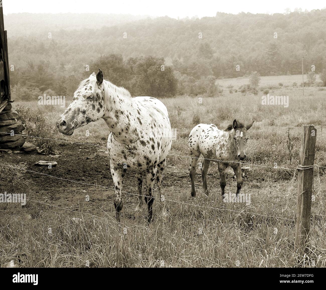 Appaloosa Horses, Mare and Foal, at Hop Bottom Pennsylvania, USA Stock