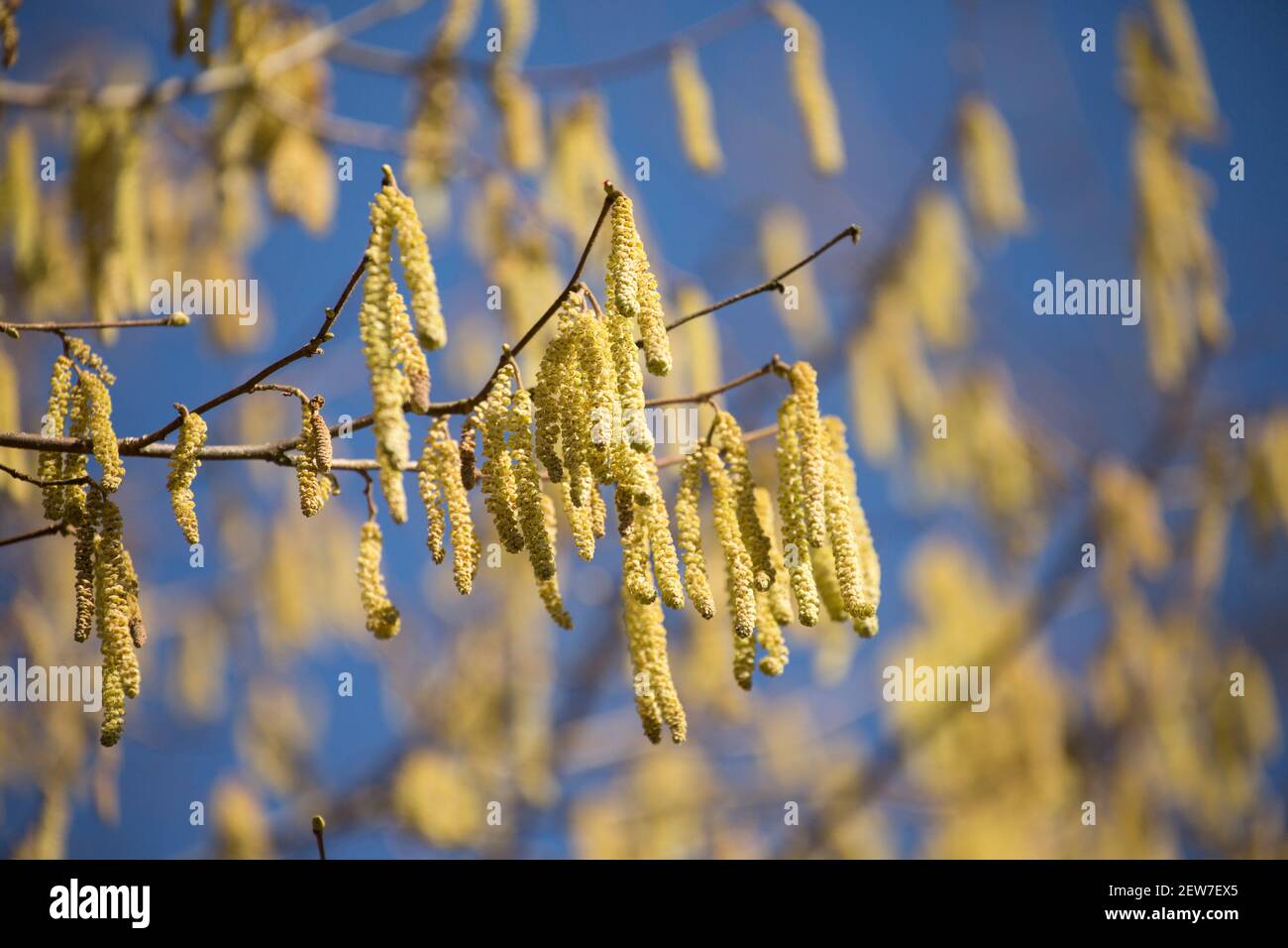 A hazel tree in February sunshine displaying yellow male catkins, also known as lambs tails. The much smaller female flowers grow on the same stems as Stock Photo