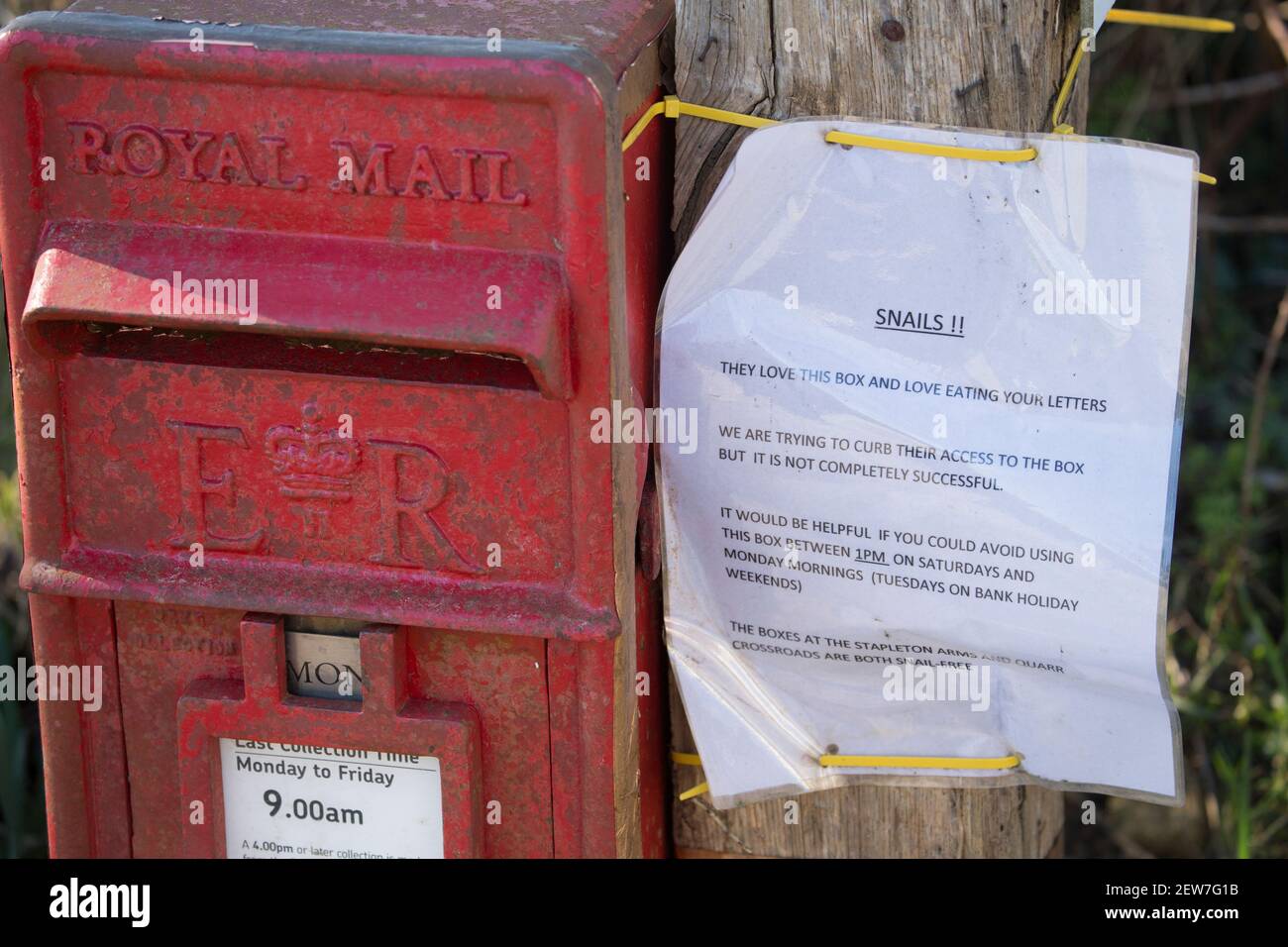 A sign next to a rural post box indicating that snails are eating the mail. North Dorset England UK GB Stock Photo