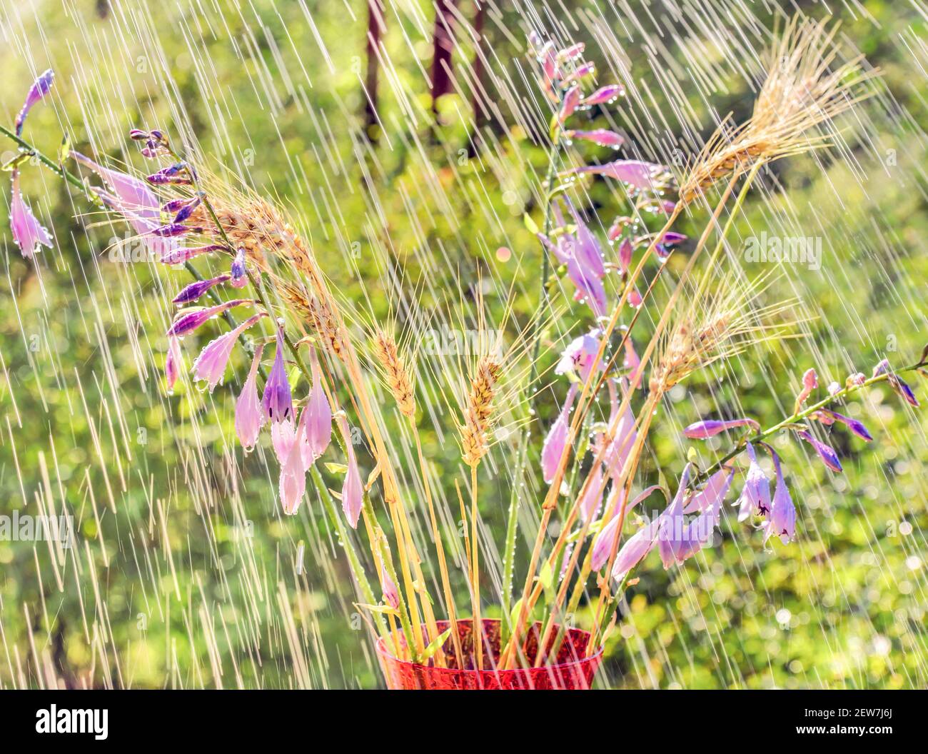 Hosta flowers and spikelets of wheat in the garden under the summer rain. Stock Photo