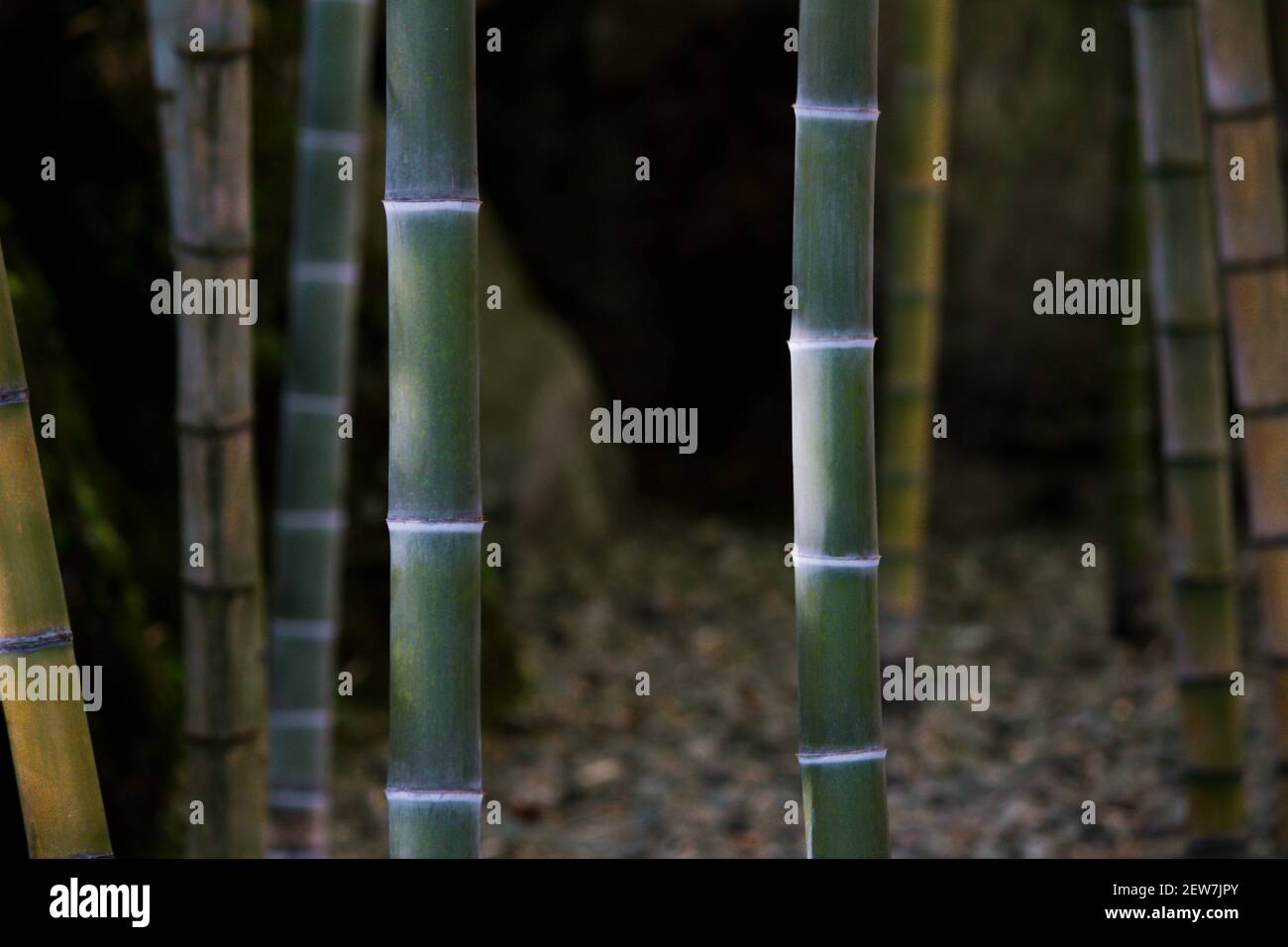 Japanese bamboo grove garden Stock Photo