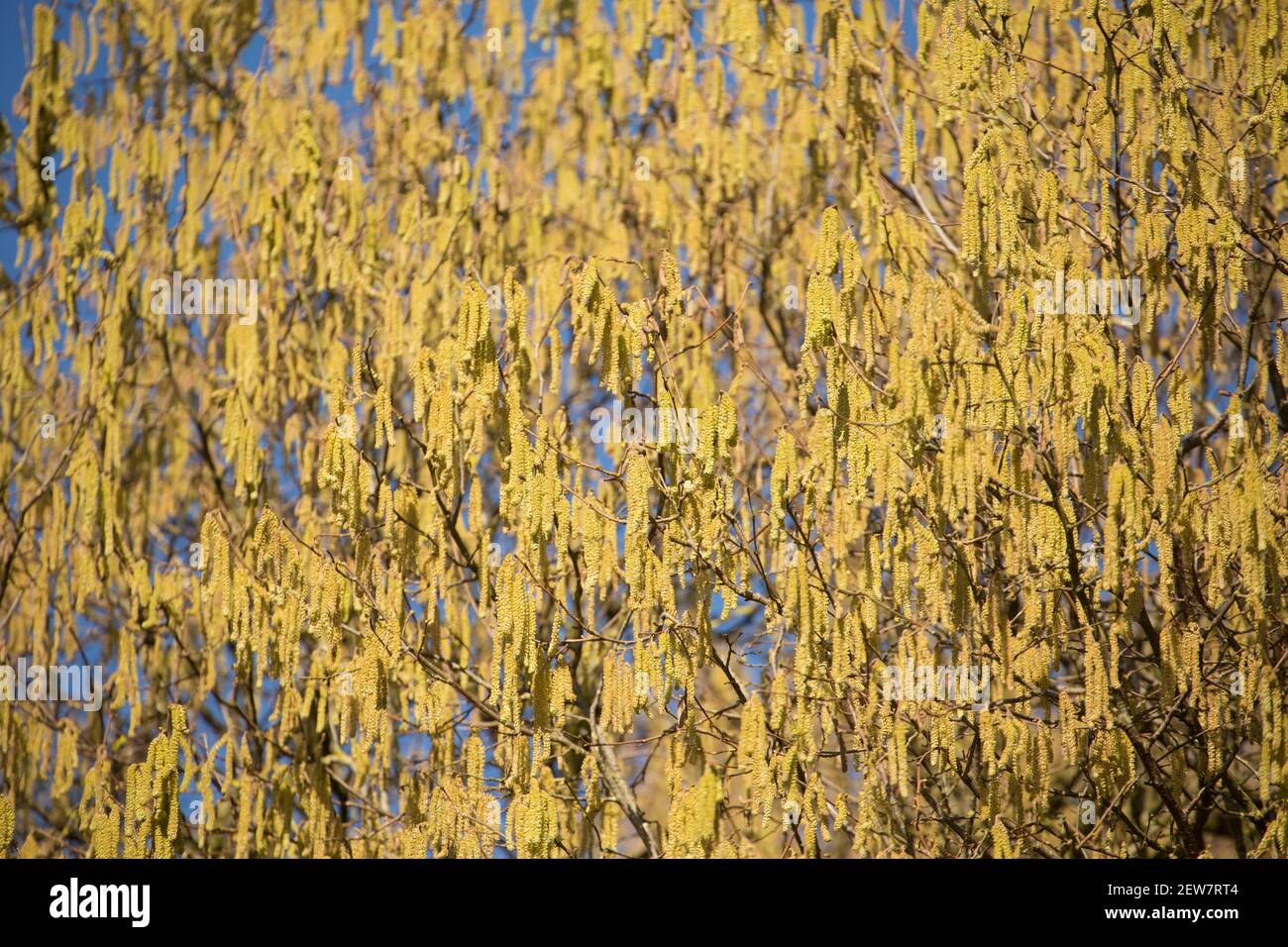 A hazel tree in February sunshine displaying yellow male catkins, also