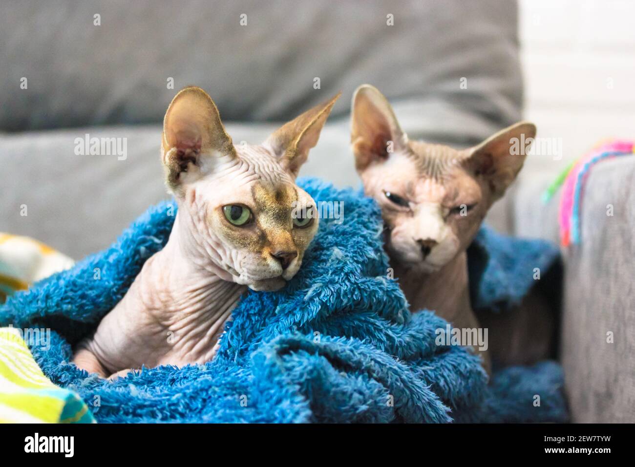 Two bald Canadian Sphynx cats lying on the couch under a blue plaid