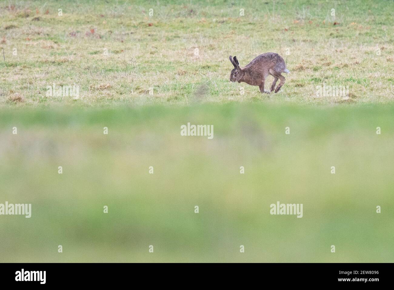 Hare in field with copy space Stock Photo