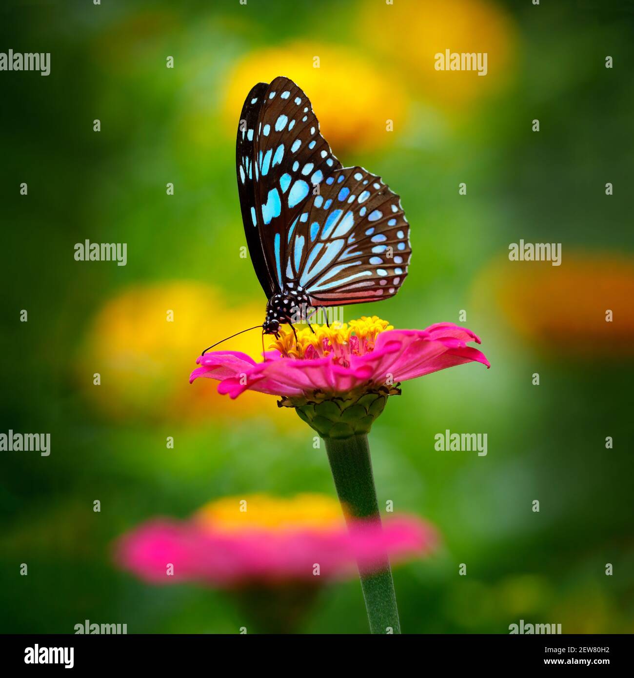 Butterfly Blue Tiger or Danaid Tirumala limniace on a pink zinnia flower with dark yellow green blurred bokeh background Stock Photo