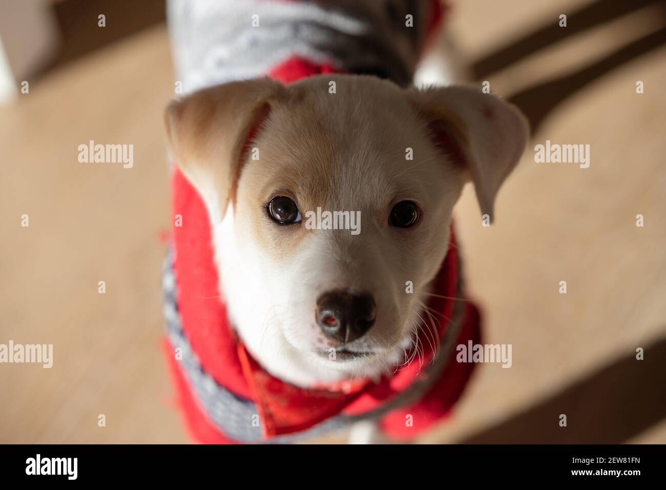 Can Newborn Puppies Wear Collars