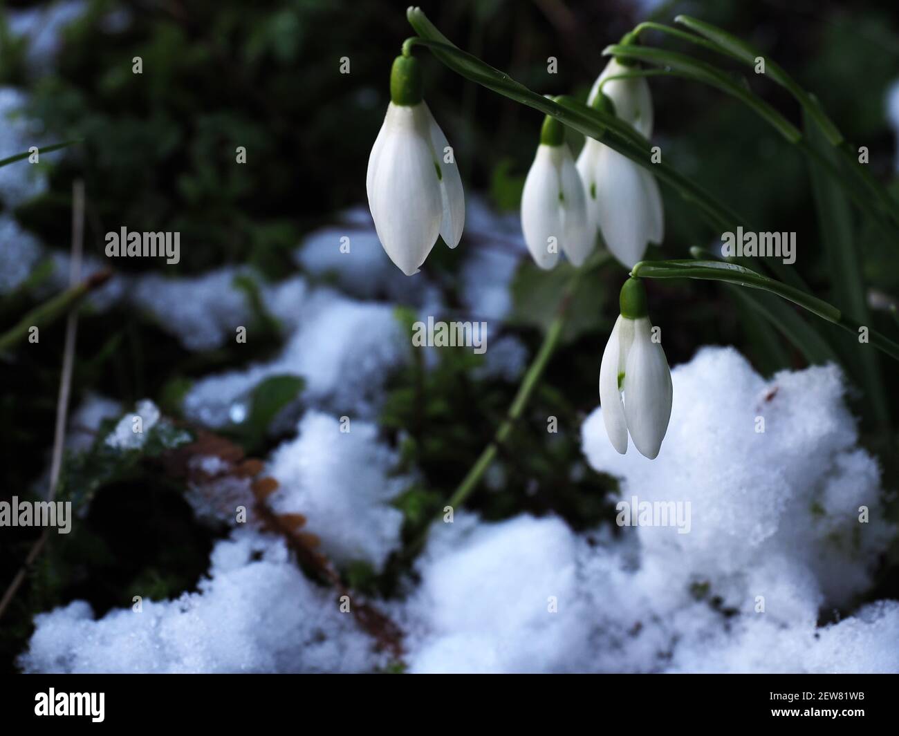 Snowdrops breaking out Stock Photo
