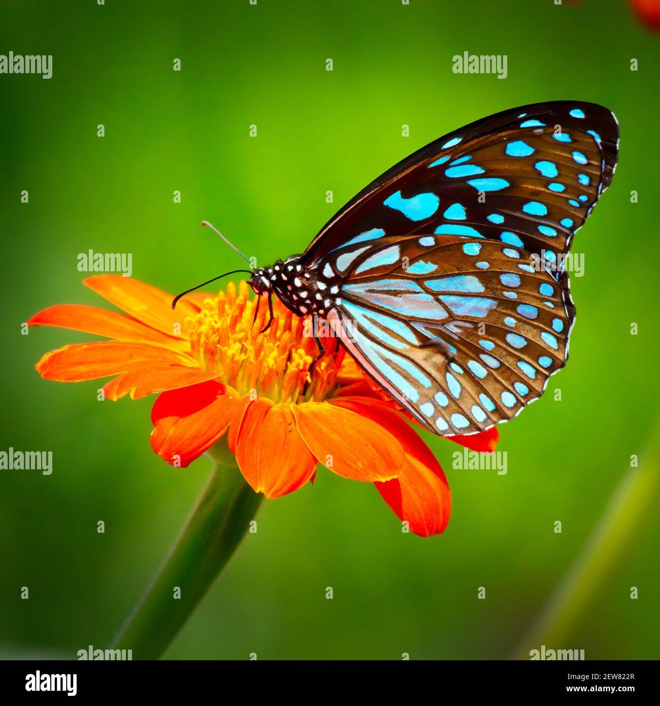 Butterfly Blue Tiger or Danaid Tirumala limniace on red sunflower or Mexican sunflower (Tithonia rotundifolia), with green yellow blurred bokeh back Stock Photo
