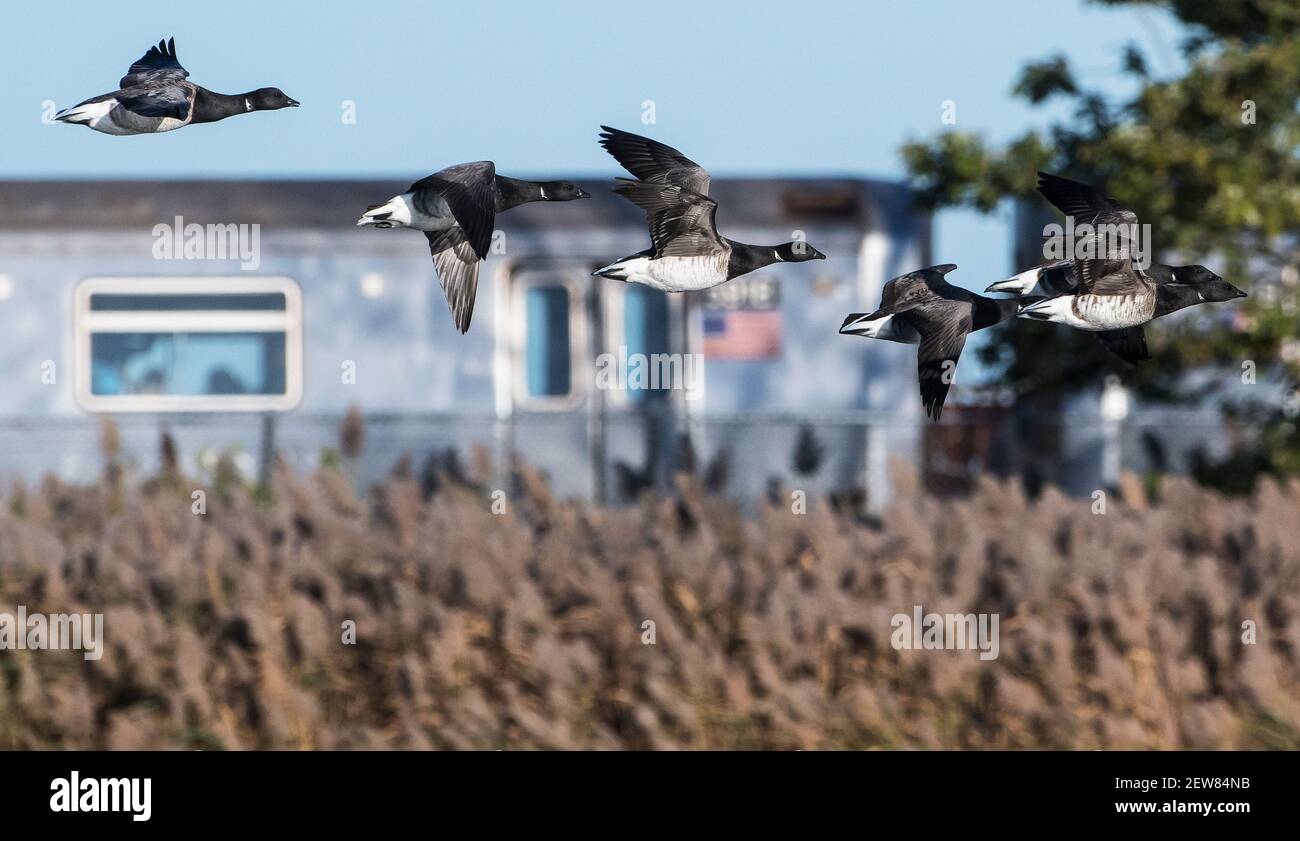 Flying geese new york hi res stock photography and images Alamy