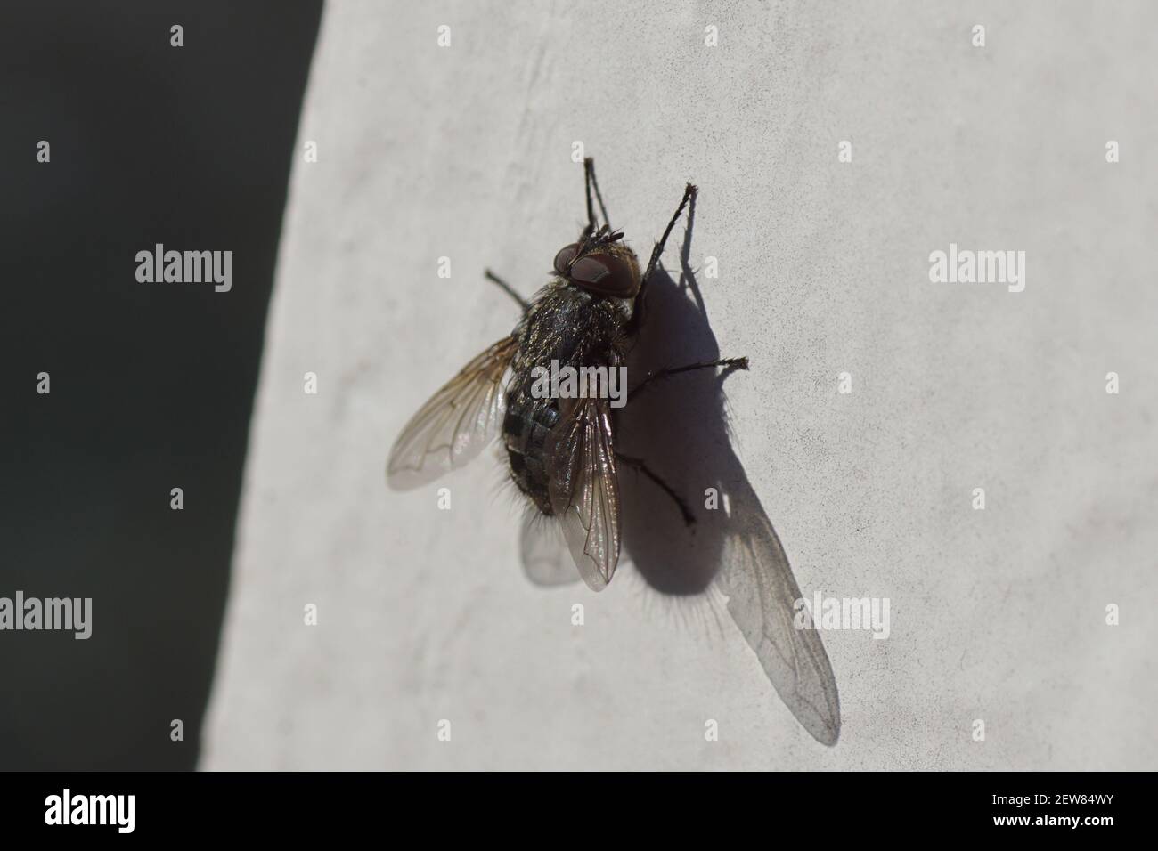 Male cluster fly (Pollenia) family Calliphoridae on a white, dirty window frame in the sun. Late winter, spring. Netherlands, March Stock Photo