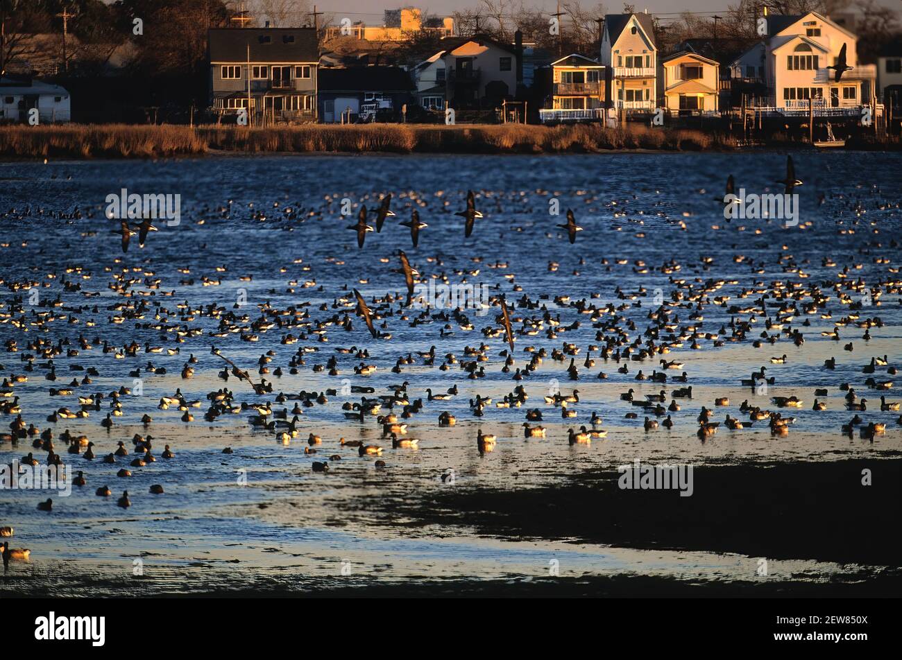 Large flock of brant geese feeding at low tide at Jamaica Bay Wildlife Refuge Stock Photo