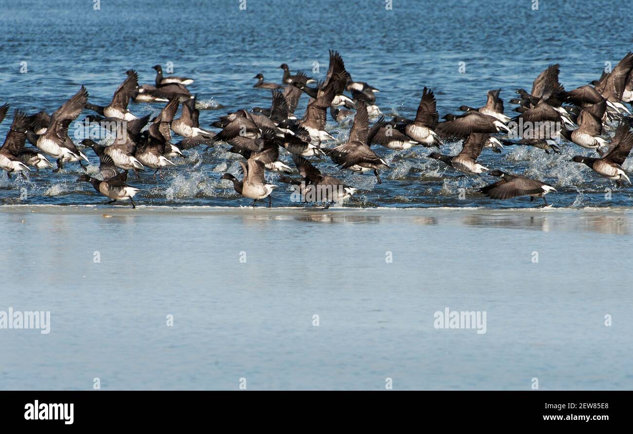 Brant flock taking off from partly frozen pond Stock Photo
