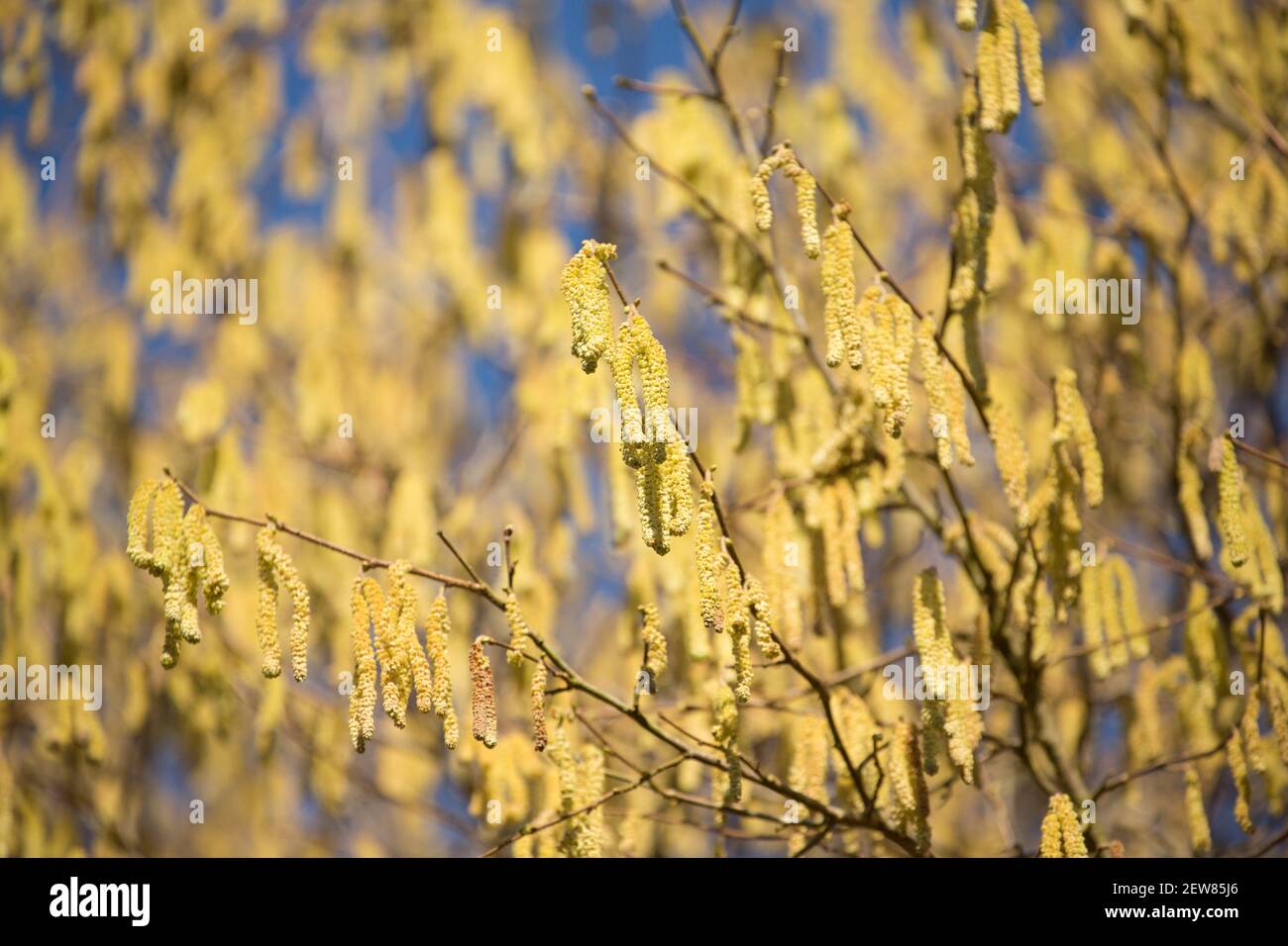 A hazel tree in February sunshine displaying yellow male catkins, also known as lambs tails. The much smaller female flowers grow on the same stems as Stock Photo