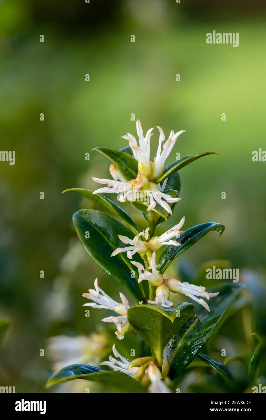 Close up of flowers on a sweet box (sarcococca confusa) shrub Stock Photo