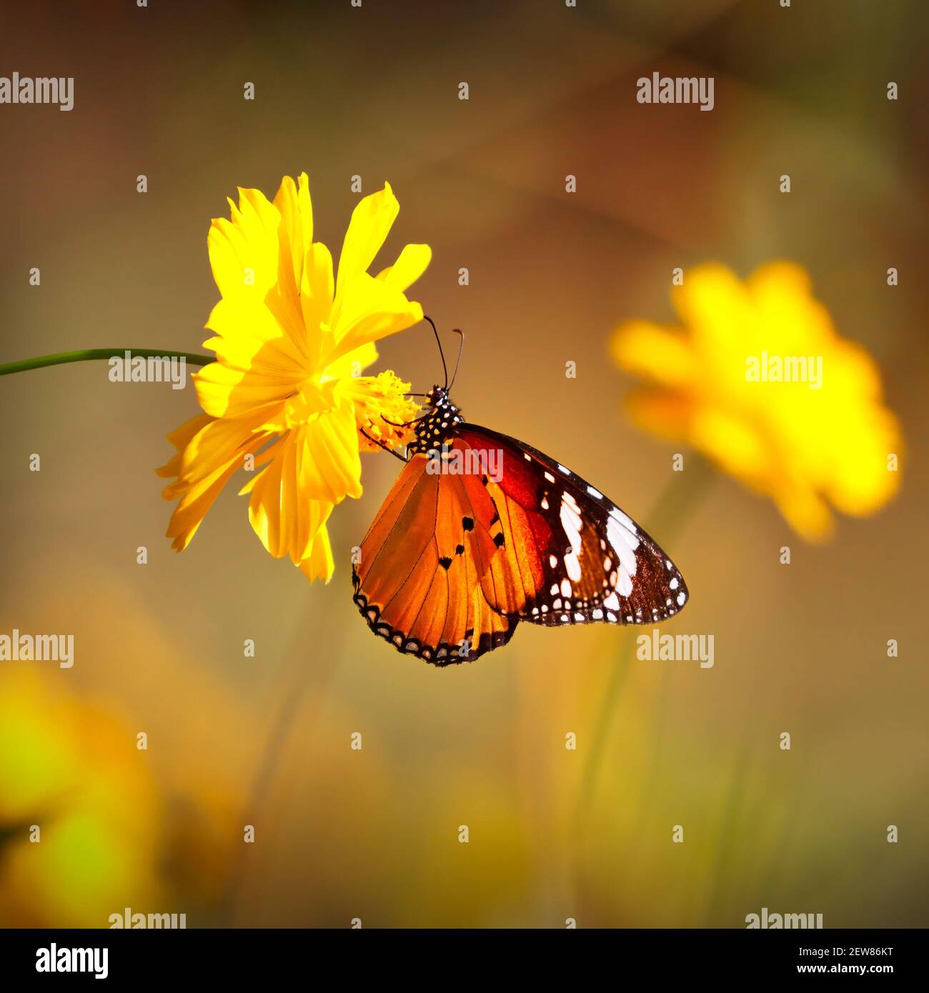 Butterfly Orange Tiger or Danaus chrysippus on pink globe amaranth flower with blurred yellow bokeh background Stock Photo