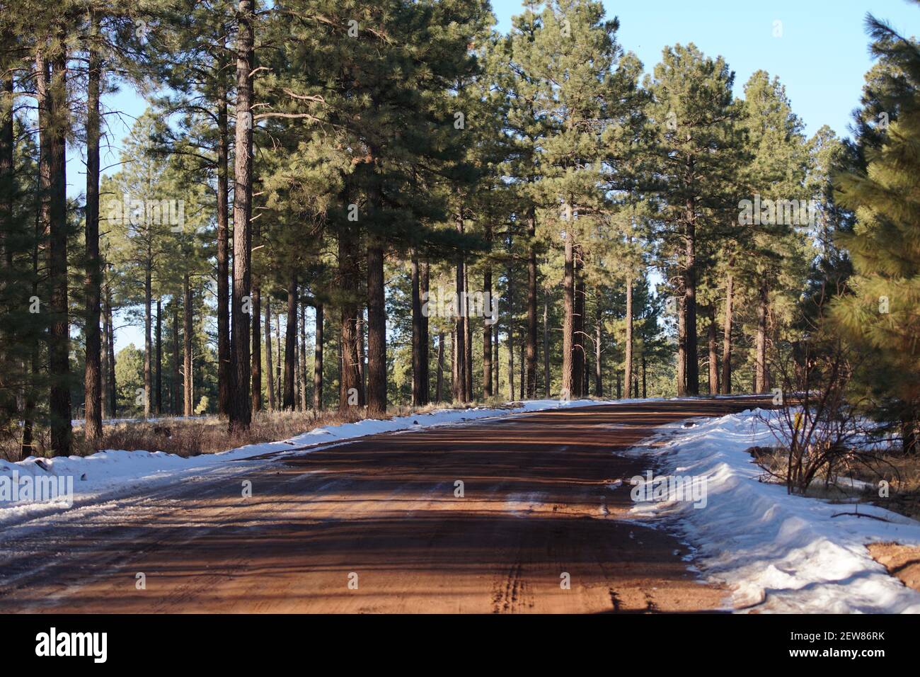 Pine trees line a remote backroad in Northern Arizona following a