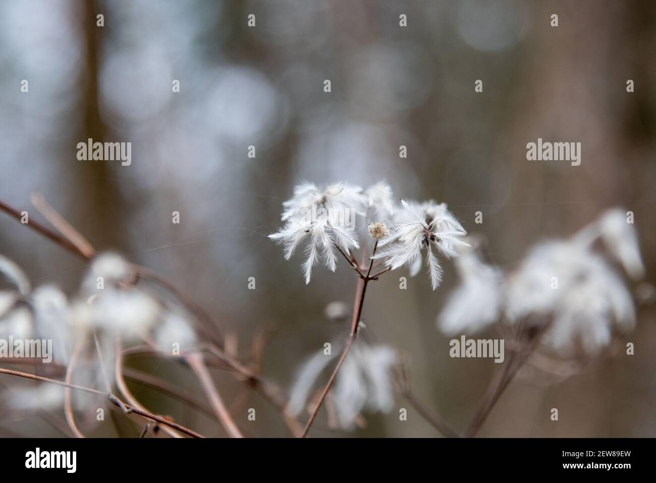 flowering evergreen clematis Stock Photo