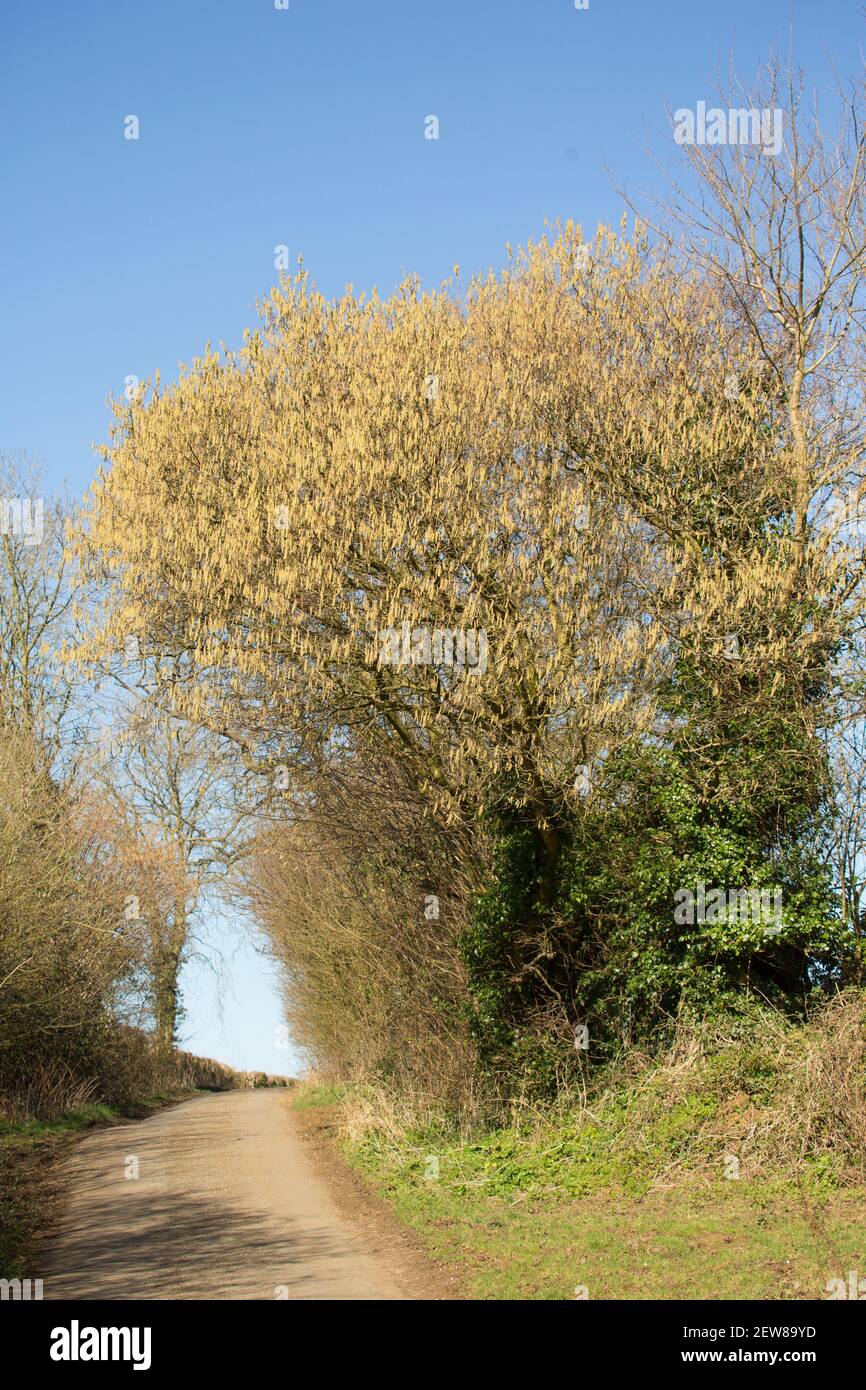 A hazel tree in February sunshine next to a country lane displaying yellow male catkins, also known as lambs tails. The much smaller female flowers gr Stock Photo
