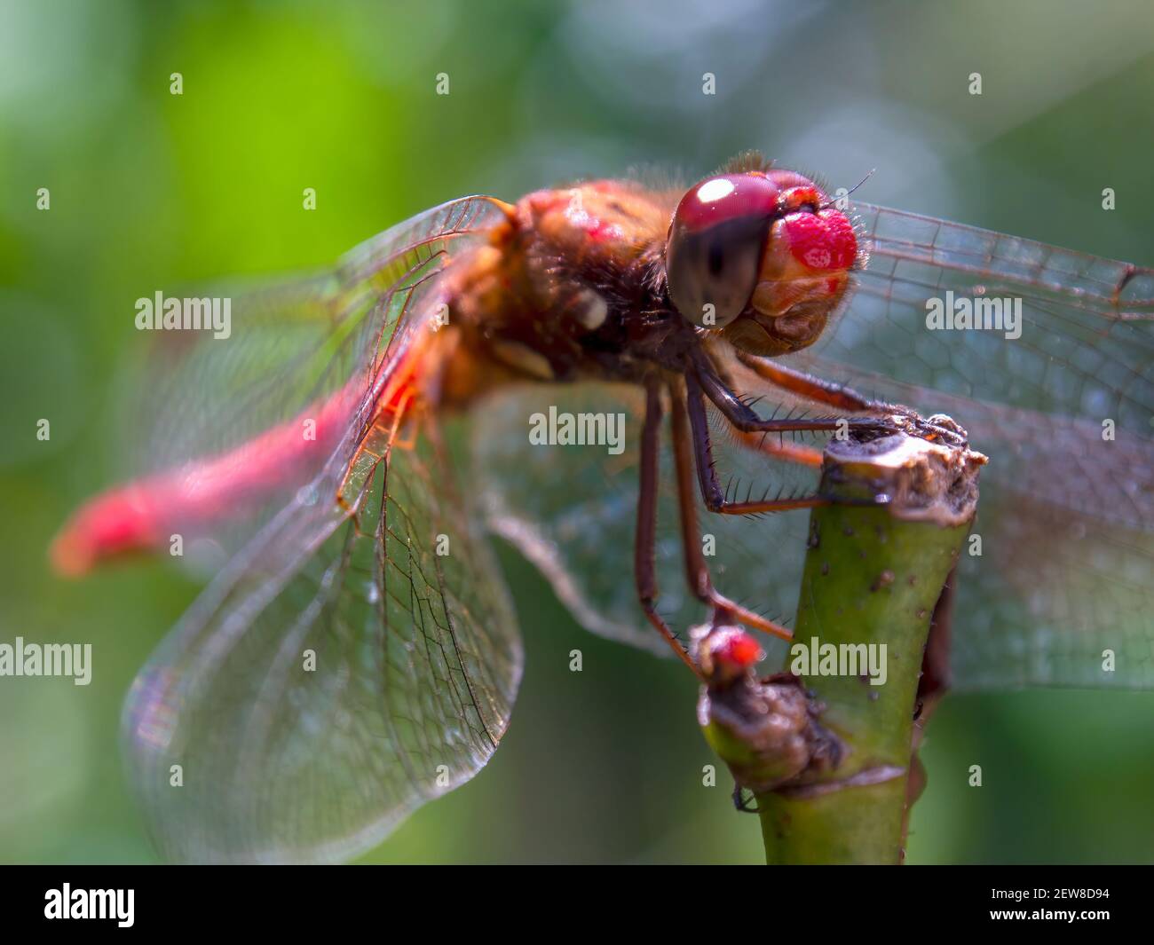 Macro photography of a cardinal meadowhawk dragonfly resting on a rose ...