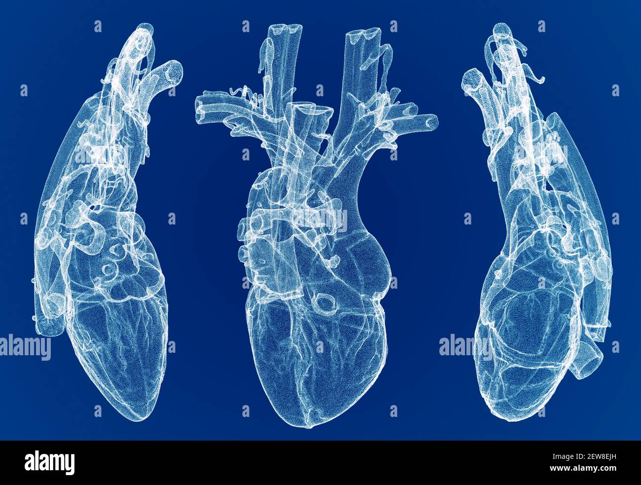 Heart, ventricles, human anatomy, cardiac ventricles. Human body, section. X-ray view. HUD. Advanced Scientific Devices. Hologram. Scanner. 3d render Stock Photo