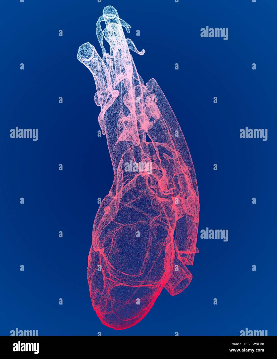 Heart, ventricles, human anatomy, cardiac ventricles. Human body, section. X-ray view. HUD. Advanced Scientific Devices. Hologram. Scanner. 3d render Stock Photo